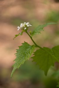 Les jeunes feuilles de l’Alliaire officinale ont un léger goût d’ail … en les froissant, on perçoit aussi leur odeur.