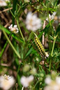 Chenille d’un Zygène, sur une « Badasse » ou « Dorycnie à 5 folioles », plante rare et menacée.