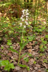 Cette orchidée ne fleurit que très peu de temps ! Dépêchez-vous de venir observer la Céphalanthère à feuilles étroites (sans la cueillir).