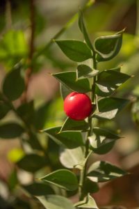 Le fruit du fragon petit houx a une particularité, il pousse directement sur la feuille !