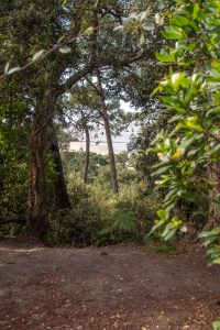 Forêt littorale