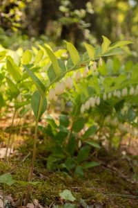 Le Sceau de Salomon est parfois appelé “le muguet du pauvre”.